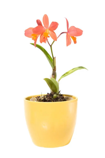 Pequena orquídea Cattleya laranja brilhante, isolada em branco — Fotografia de Stock