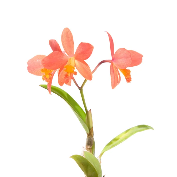 Small bright orange Cattleya orchid, isolated on white — Stock Photo, Image