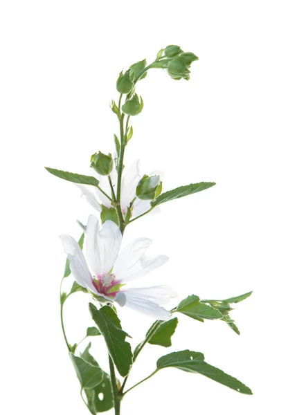 Bílé a růžové lavatera, strom, Malvaceae, izolované na bílém — Stock fotografie