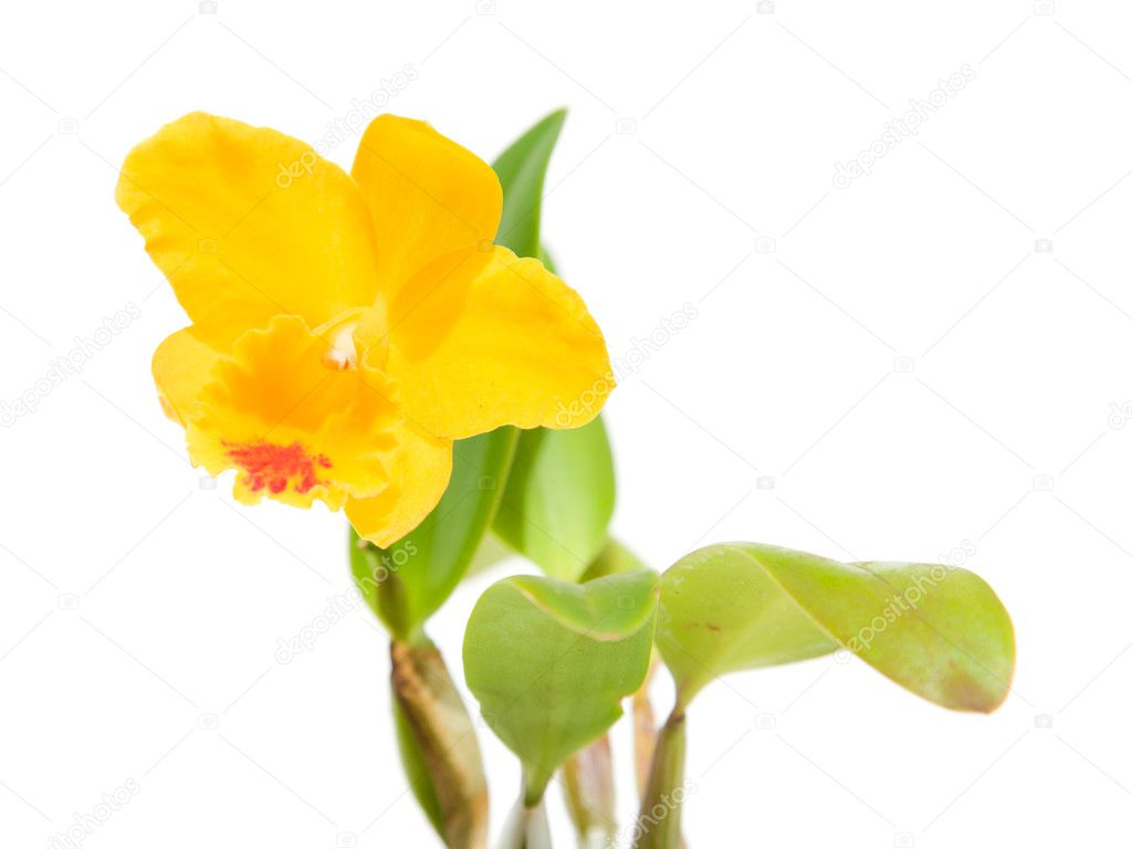 Small bright yellow Cattleya orchid; isolated on white