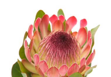 pembe protea (sugarbush) çiçek; Beyaz arka plan üzerinde izole;