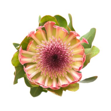 pembe protea (sugarbush) çiçek; Beyaz arka plan üzerinde izole;