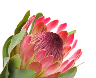 pembe protea (sugarbush) çiçek; Beyaz arka plan üzerinde izole;