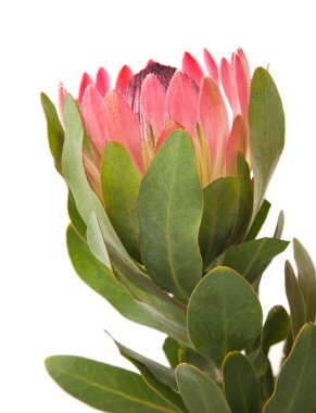 pembe protea (sugarbush) çiçek; Beyaz arka plan üzerinde izole;