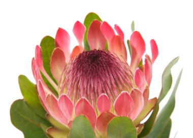 pembe protea (sugarbush) çiçek; Beyaz arka plan üzerinde izole;