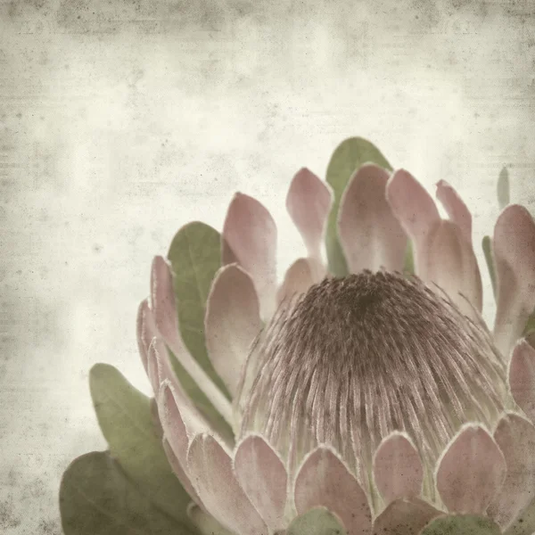 Texturou staré papírové pozadí s růžovými protea sugarbush květ — Stock fotografie
