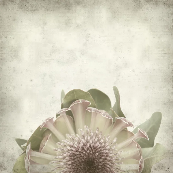 Textured old paper background with pink protea sugarbush flower — Stock Photo, Image