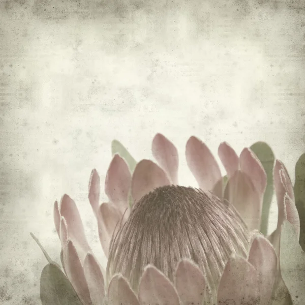 Pembe Protea Sugarbush Çiçek Dokulu Eski Kağıt Arka Plan — Stok fotoğraf