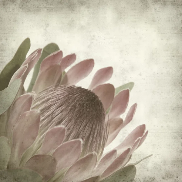 Texturou staré papírové pozadí s růžovými protea sugarbush květ — Stock fotografie