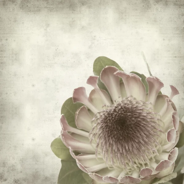 stock image Textured old paper background with pink protea sugarbush flower