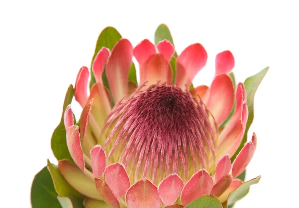 Rosa Protea (Zuckerbusch) Blume; isoliert auf weißem Hintergrund; — Stockfoto