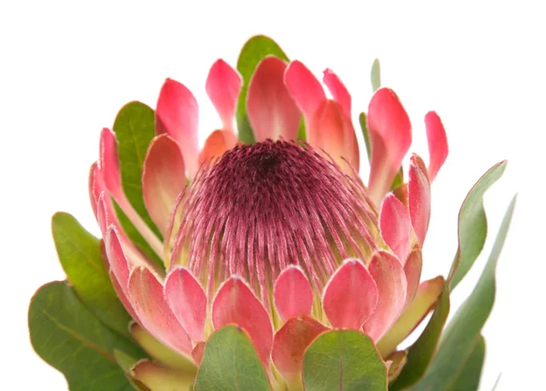 stock image Pink protea (sugarbush) flower; isolated on white background;
