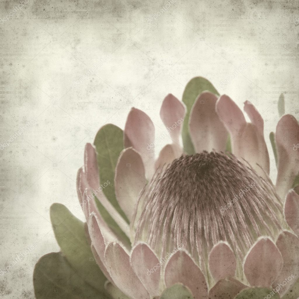 Textured old paper background with pink protea sugarbush flower Stock ...