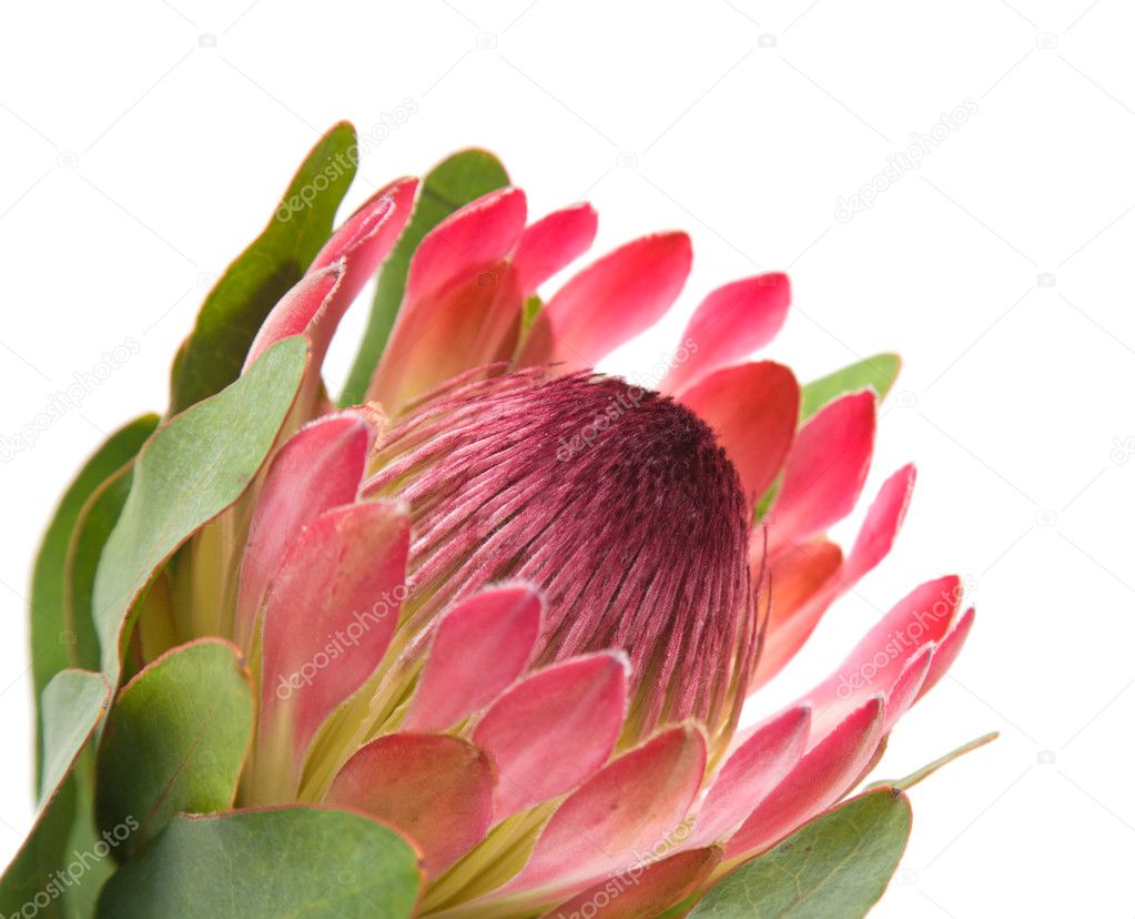 stockfotos natural protea flower bilder, stockfotografie natural
