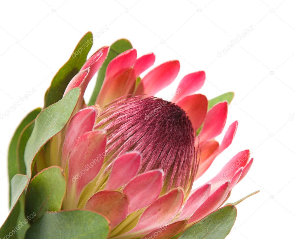 Pink protea (sugarbush) flower; isolated on white background;