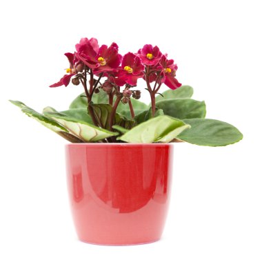 Dark red african violet in color-coordinated pot; isolated on white; clipart