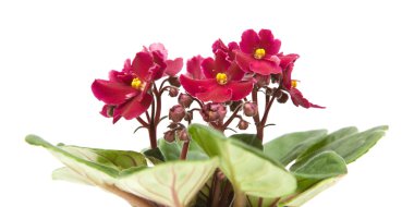 Koyu kırmızı african violet; beyaz izole