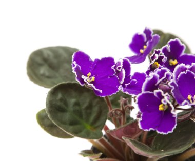 Beyaz petal kenarları ile koyu mor african violet; beyaz izole