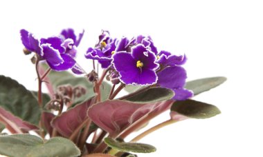 Dark purple african violet with white petal edges; isolated on white clipart