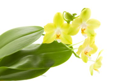 Sarı phalaenopsis orkide bitki; izole;