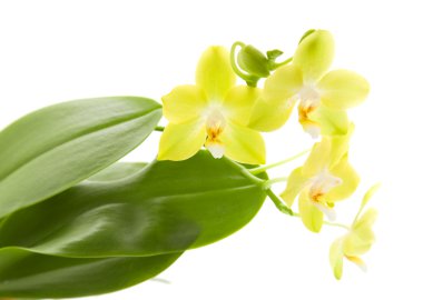 Yellow phalaenopsis orchid plant; isolated; clipart