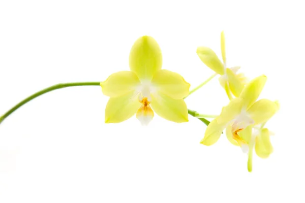 Singolo Gambo Orchidea Phalaenopsis Gialla Isolato — Foto Stock
