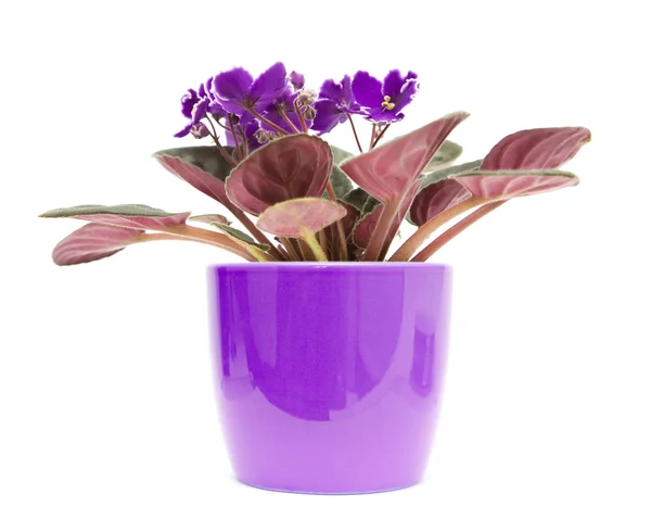 Dark purple african violet with white petal edges in purple pot; isolated o — Stock Photo, Image