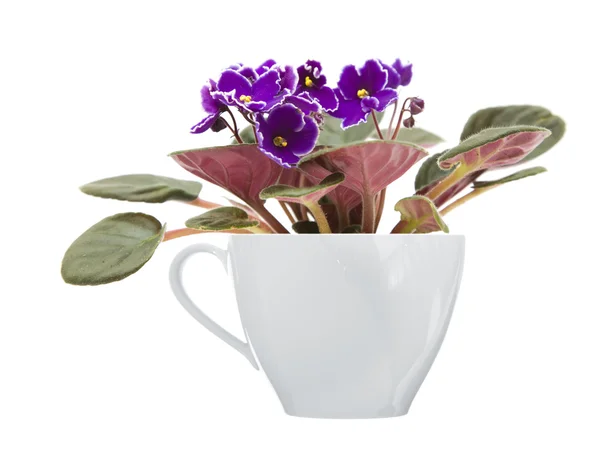 与生长在一个大的白色的白色花瓣边缘暗紫色非洲紫罗兰 — 图库照片