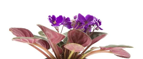 白い花びらのエッジを持つ暗い紫色アフリカ バイオレット白で隔離 — ストック写真