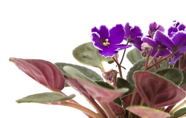 暗紫色非洲紫罗兰色与白色花瓣边 孤立对白色 — 图库照片