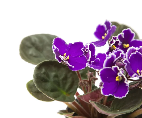 stock image Dark purple african violet with white petal edges; isolated on white