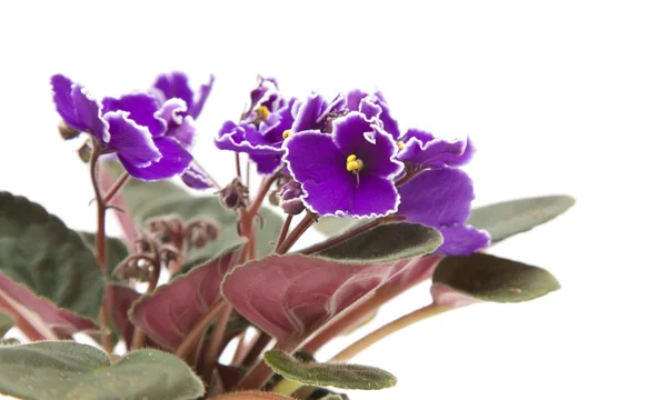 暗紫色非洲紫罗兰色与白色花瓣边;孤立对白色 — 图库照片