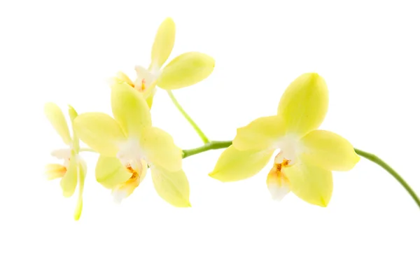 Haste única de orquídea de falaenopsis amarela; isolada ; — Fotografia de Stock
