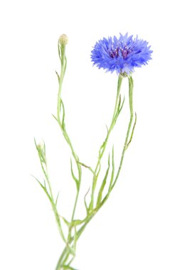 beyaz izole peygamberçiçeği (centaurea cyanus),,