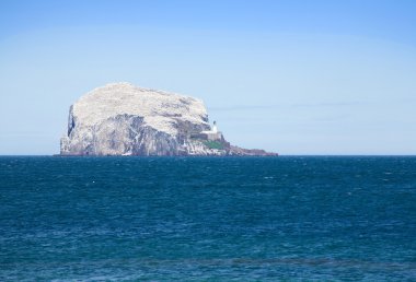 Koloni gannets bas kaya (bas, firth, İskoçya, Kuzey