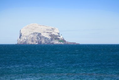 Colony of gannets on The Bass Rock(The Bass, Firth of Forth, Scotland, Nort clipart