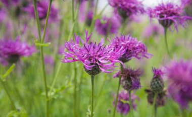 ortak knapweed (centaurea nigra, daha az knapweed, siyah knapwee