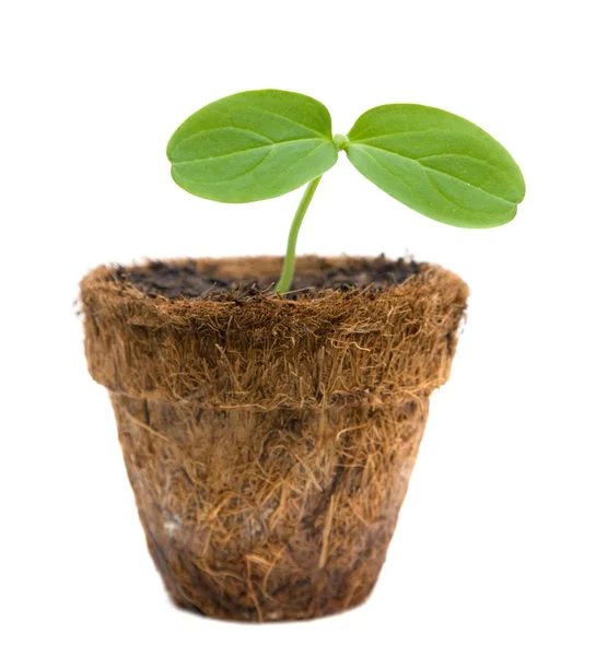 stock image Cucumber shoot in a 