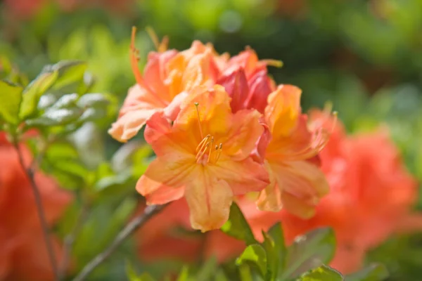 stock image Flowering orange azalea