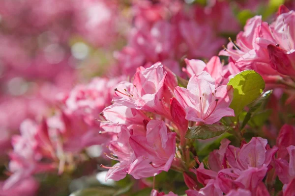 Fioritura azalea rosa — Foto Stock
