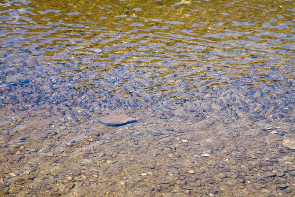 Małe Ryby Płytkiej Wodzie Natura Smażyć Marszczyć Natura Naturalny Niebieski — Zdjęcie stockowe