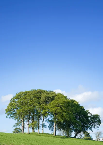 Pequeno groul em árvores sob céu azul, formato vertical — Fotografia de Stock