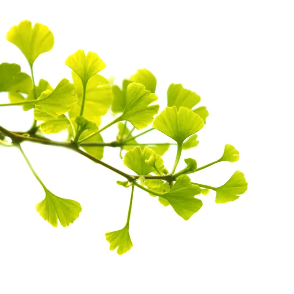 Rama de ginkgo biloba con hojas jóvenes, aisladas en blanco Fotos de stock libres de derechos