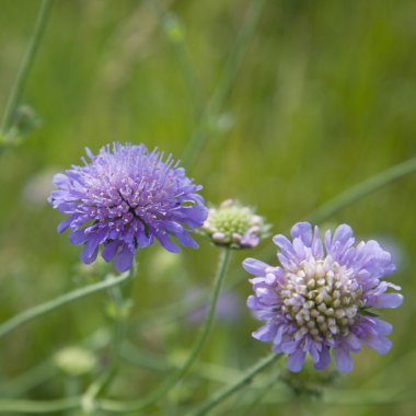 Knautia arvensis, Fileld scabious