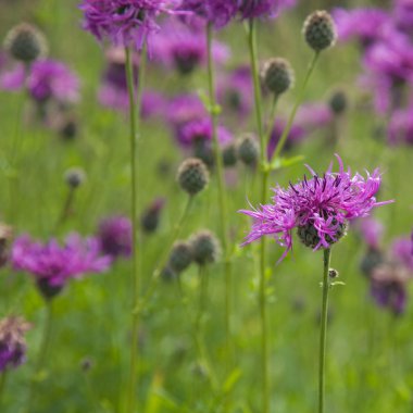 ortak knapweed (centaurea nigra, daha az knapweed, siyah knapwee