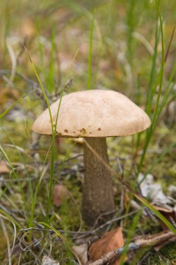 Huş bolete, leccinum scabrum