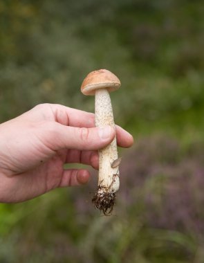 taze genç meyve gövdesini huş bolete erkek eli, leccinum scabrum, yenilebilir mantar çekildi, mantar, boletus scaber, bolete, flora, bitki, hayat, doğa,