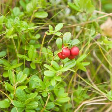 vaccinium vitis-idaea, olgun meyve İsveç kirazı