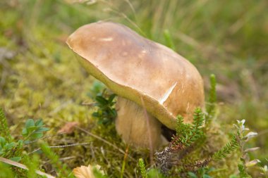 Huş bolete, leccinum scabrum