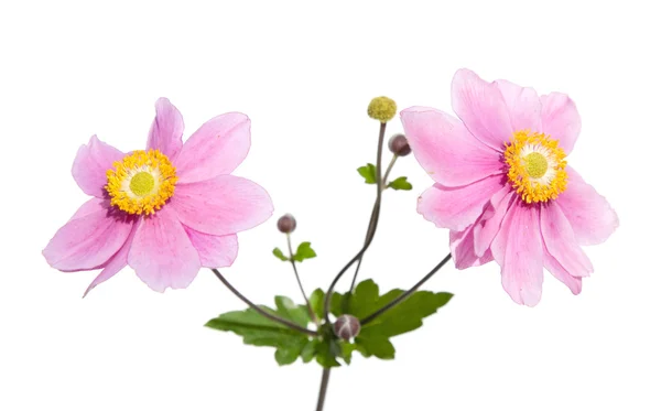 Růžová Japonská Sasanka — Stock fotografie